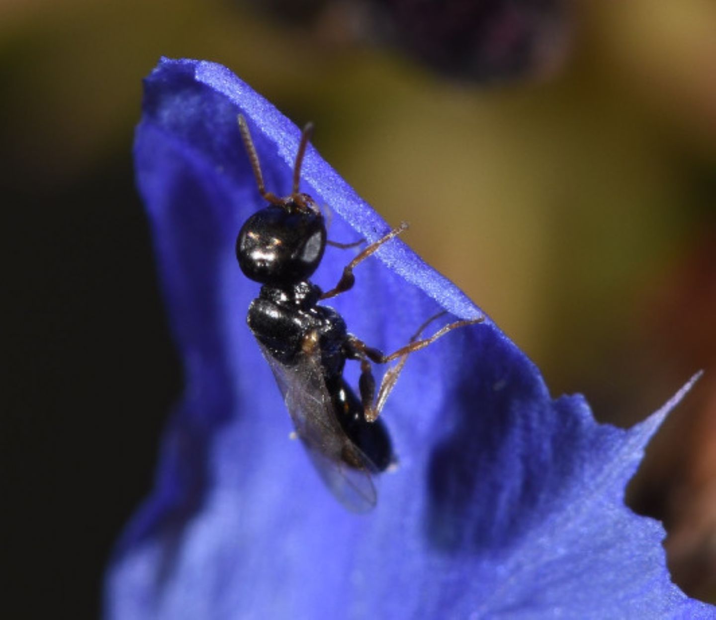 Richiesta classificazione